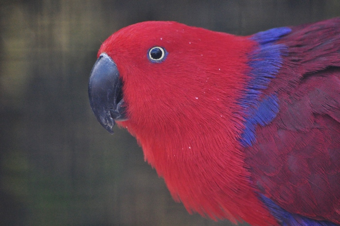 a female eclectur parrot